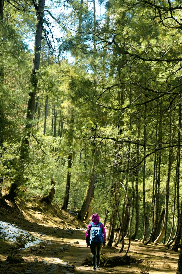 Stage d'écopsychologie prodonde Wild Mind en Gruyère